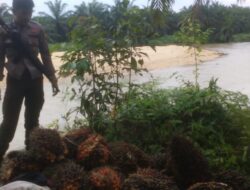 Polsek Kuantan Mudik Berhasil Ungkap Kasus Pencurian Buah Kelapa Sawit
