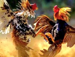 Lapor jenderal kapolri, Masih Beraktivitas Lagi Perjudian Sabung Ayam di Pasar Dengkol, Kenapa Hukum Dipermainkan !!!