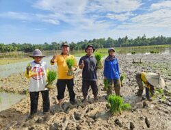 Poktan Citra Pertiwi Desa Simandolak Melakukan Penanaman Padi, Ini Harapan Kepala Desa.