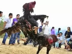 Kembali beraktivitas Perjudian Sabung Ayam di Desa Kauman Kecamatan Srengat Blitar kota APH TUTUP MATA Blitar kota