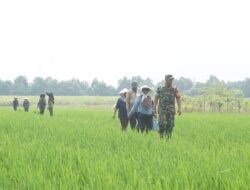 Warga Desa Penambangan dan Babinsa Bersinergi Tingkatkan Ketahanan Pangan Hasil TMMD