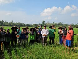 PEMERINTAH DESA SIMANDOLAK SERAHKAN BANTUAN HERBISIDA DAN UANG PADAT KARYA TUNAI KEPADA ANGGOTA KELOMPOK TANI