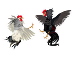 Tersembunyi !!! Beraktivitasnya Perjudian Sabung Ayam di Wilayah Gempol Pasuruan