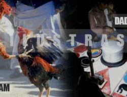 Gak bahaya Tah !!! Perjudian Sabung Ayam di Wilayah Desa Kembar Prambon Sidoarjo Beraktivitas Kembali