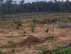 Dari Kebun Karet Tak Produktif Alih Fungsi untuk PETI dan Alih Lagi Jadi Kebun Sawit