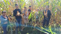Kelompok Tani Bahagia Panen Jagung Perdana Bersama PPL, Membutuhkan Bantuan Dinas Pertanian.