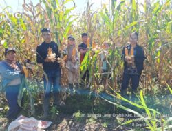 Kelompok Tani Bahagia Panen Jagung Perdana Bersama PPL, Membutuhkan Bantuan Dinas Pertanian.