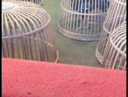 9 Titik Perjudian Sabung Ayam di Wilayah Tulungagung, Dimana APH ???