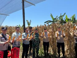 PANEN RAYA JAGUNG PIPIL CAPAI 52 TON, DUA DESA DI SINGINGI HILIR PERKUAT KETAHANAN PANGAN