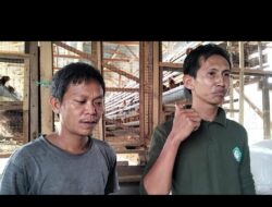 Buka Usaha Ayam Petelur, BUMDes Rindang Jaya Desa Perintis Rimbo Bujang Berupaya Cukupi Kebutuhan Masyarakat
