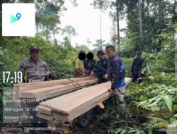 Polsek Singingi Hilir Ungkap Illegal Logging di Suaka Margasatwa Rimbang Baling.