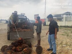 Polsek Kuantan Mudik Berhasil Ungkap Kasus Pencurian Sawit, Satu Pelaku Diamankan