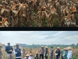 Panen Raya Jagung Pipil di Talontam, Begini Dukungan Polisi di Sektor Pertanian