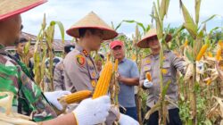 Kapolres Kuansing Hadiri Panen Raya Jagung Pipil di Singingi Hilir, Dukung Program ASTA CITA Presiden RI