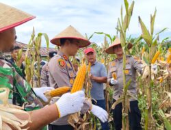 Kapolres Kuansing Hadiri Panen Raya Jagung Pipil di Singingi Hilir, Dukung Program ASTA CITA Presiden RI