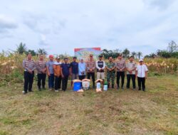 Desa Simpang Raya Gelar Panen Raya Jagung Pipil, Perkuat Program Swasembada Pangan