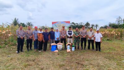 Desa Simpang Raya Gelar Panen Raya Jagung Pipil, Perkuat Program Swasembada Pangan