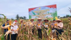 Panen Raya Jagung Pipil di Desa Sungai Buluh Capai 12 Ton, Dukung Ketahanan Pangan Daerah