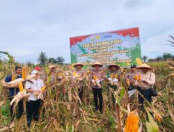 Panen Raya Jagung Pipil di Desa Sungai Buluh Capai 12 Ton, Dukung Ketahanan Pangan Daerah