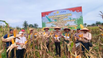 Panen Raya Jagung Pipil di Desa Sungai Buluh Capai 12 Ton, Dukung Ketahanan Pangan Daerah