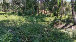 Warga Keluhkan Kabel Listrik Menyentuh Tanah, Harap Penanganan Dari Pihak Terkait
