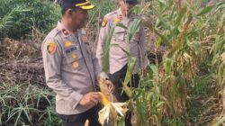 Bulan Depan Diprediksi Panen! Kapolsek Kampar Kiri Tinjau Ulang Kesiapan Panen Jagung Pipil