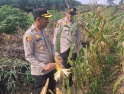 Bulan Depan Diprediksi Panen! Kapolsek Kampar Kiri Tinjau Ulang Kesiapan Panen Jagung Pipil