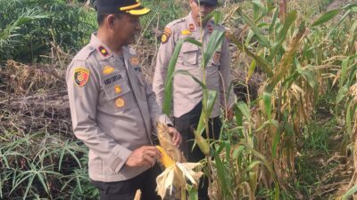 Bulan Depan Diprediksi Panen! Kapolsek Kampar Kiri Tinjau Ulang Kesiapan Panen Jagung Pipil