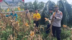 Penen Raya Jagung 1 Ton, Polsek Kampar Kiri Meriahkan Momen Bersama Petani    