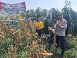 Penen Raya Jagung 1 Ton, Polsek Kampar Kiri Meriahkan Momen Bersama Petani    