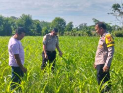 Polsek Kuantan Mudik Cek Tanaman Jagung Pipil, Dukung Program Swasembada Pangan 2026