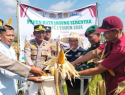 Polsek Kampar Kiri Panen Raya Jagung Bareng PT Surya Agro, Hasilnya Lansung Diserap Bulog