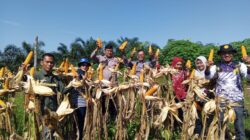 Panen Ketiga Jagung Pipil di Desa Lubuk Ramo, Wujud Dukungan Ketahanan Pangan di Kuantan Mudik