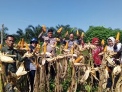 Panen Ketiga Jagung Pipil di Desa Lubuk Ramo, Wujud Dukungan Ketahanan Pangan di Kuantan Mudik