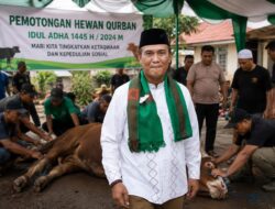 Jelang Idul Adha 1447 H, Pemotongan Hewan Kurban di Kecamatan Singingi Hilir Capai 528 Ekor, Koto Baru Jadi Penyumbang Terbanyak, Ini Datanya.