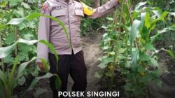 Swasembada Pangan, Polsek Singingi Lakukan Pengecekan Kebun Tumpang Sirih Jagung dan Kacang Panjang 