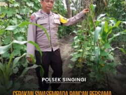 Swasembada Pangan, Polsek Singingi Lakukan Pengecekan Kebun Tumpang Sirih Jagung dan Kacang Panjang 