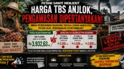 PETANI SAWIT MENJERIT, HARGA TBS “TERJUN” DINAS PERKEBUNAN KUANSING DIDUGA LEMAH DALAM PENGAWASAN HARGA TBS