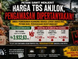 PETANI SAWIT MENJERIT, HARGA TBS “TERJUN” DINAS PERKEBUNAN KUANSING DIDUGA LEMAH DALAM PENGAWASAN HARGA TBS