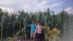 Dukung Swasembada Pangan 2026, Polsek Kuantan Hilir Lakukan Pengecekan ke Kebun Jagung 