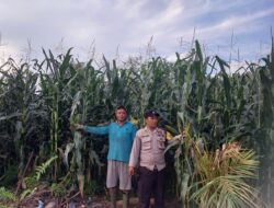 Dukung Swasembada Pangan 2026, Polsek Kuantan Hilir Lakukan Pengecekan ke Kebun Jagung 