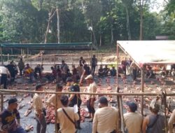 Kekompakan Warga Koto Baru Singingi Hilir, Sembelih 89 Sapi Kurban