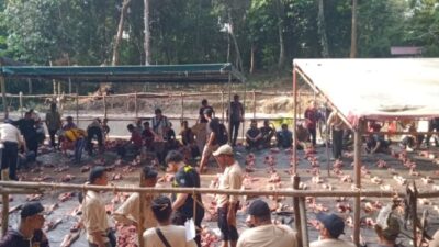 Kekompakan Warga Koto Baru Singingi Hilir, Sembelih 89 Sapi Kurban