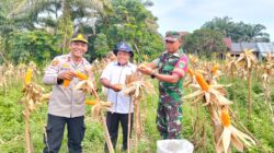 Polsek Kampar Kiri Panen Jagung 1,5Ha! Hasilnya Langsung ke Bulog Riau