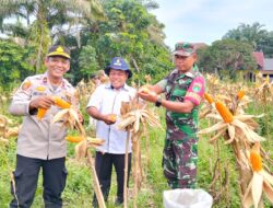 Polsek Kampar Kiri Panen Jagung 1,5Ha! Hasilnya Langsung ke Bulog Riau
