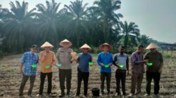 POLSEK Singingi Hilir DUKUNG KETAHANAN PANGAN, BHABINKAMTIBMAS DESA SUKA DAMAI TANAM BIBIT JAGUNG PIPIL DI LAHAN PRODUKTIF MONOKULTUR