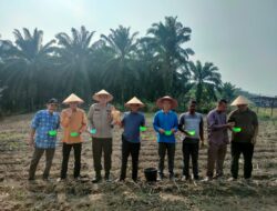 POLSEK Singingi Hilir DUKUNG KETAHANAN PANGAN, BHABINKAMTIBMAS DESA SUKA DAMAI TANAM BIBIT JAGUNG PIPIL DI LAHAN PRODUKTIF MONOKULTUR