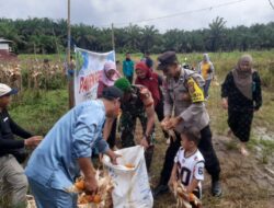 DUKUNG KETAHANAN PANGAN, BHABINKAMTIBMAS DESA TANJUNG PAUH BANTU KEGIATAN PANEN JAGUNG PIPIL