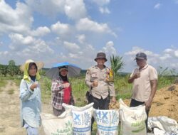 Gandeng Poktan Rukun Sentosa, Bhabinkamtibmas Genjot Tanam Jagung 16 Ha di Suka Maju Lewat Bantuan Pupuk