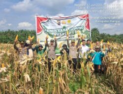 Dukung Asta Cita Presiden, Kapolsek Kampar Kiri Panen Raya 500 Kg Jagung di Gunung Mulya